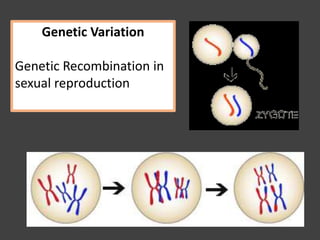 Genetic Variation
Genetic Recombination in
sexual reproduction
 