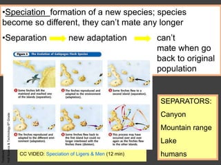 •Speciation formation of a new species; species
become so different, they can’t mate any longer
•Separation new adaptation can’t
mate when go
back to original
population
SEPARATORS:
Canyon
Mountain range
Lake
humans
Textbook:
HoltScience&Technology6thGrade
CC VIDEO: Speciation of Ligers & Men (12 min)
 