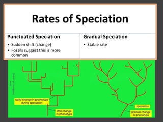 Rates of Speciation
Punctuated Speciation
• Sudden shift (change)
• Fossils suggest this is more
common
Gradual Speciation
• Stable rate
 