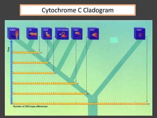Cytochrome C Cladogram
 
