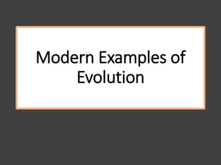 Modern Examples of
Evolution
 
