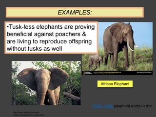 •Tusk-less elephants are proving
beneficial against poachers &
are living to reproduce offspring
without tusks as well
EXAMPLES:
African Elephant
http://www.wildlife-pictures-
online.com/elephant_epkp4.html
HSW- LINK (elephant evoln) 4 min
 