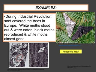•During Industrial Revolution,
soot covered the trees in
Europe. White moths stood
out & were eaten; black moths
reproduced & white moths
almost gone
EXAMPLES:
Peppered moth
http://sisu.typepad.com/sisu/pepperedm
othslichen.jpg
www.amentsoc.org/about/news/0111/
http://radaractive.blogspot.com/2009/07/in-regards-to-canards-
natural-selection.html
 