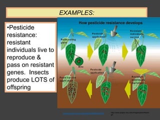 •Pesticide
resistance:
resistant
individuals live to
reproduce &
pass on resistant
genes. Insects
produce LOTS of
offspring
EXAMPLES:
http://www.grapes.msu.edu/images/pesticResist.
gif
www.grapes.msu.edu/pesticideResist.htm
 