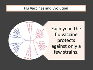 Each year, the
flu vaccine
protects
against only a
few strains.
Flu Vaccines and Evolution
 