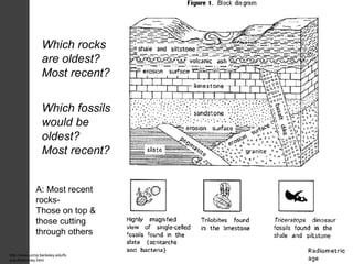 http://www.ucmp.berkeley.edu/fo
srec/McKinney.html
Which rocks
are oldest?
Most recent?
Which fossils
would be
oldest?
Most recent?
A: Most recent
rocks-
Those on top &
those cutting
through others
 