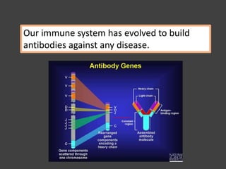 Our immune system has evolved to build
antibodies against any disease.
 