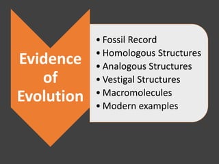 Evidence
of
Evolution
• Fossil Record
• Homologous Structures
• Analogous Structures
• Vestigal Structures
• Macromolecules
• Modern examples
 