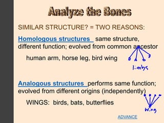 SIMILAR STRUCTURE? = TWO REASONS:
Homologous structures same structure,
different function; evolved from common ancestor
human arm, horse leg, bird wing
Analogous structures performs same function;
evolved from different origins (independently)
WINGS: birds, bats, butterflies
ADVANCE
 