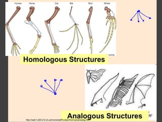 Analogous Structureshttp://web1.d25.k12.id.us/home/staff/rudeer/homoanalvestig.html
Homologous Structures
 