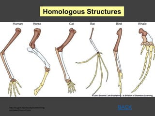 Homologous Structures
BACKhttp://itc.gsw.edu/faculty/bcarter/histg
eol/paleo2/homol1.htm
 