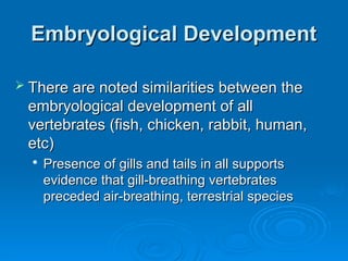 Embryological Development
Embryological Development
 There are noted similarities between the
There are noted similarities between the
embryological development of all
embryological development of all
vertebrates (fish, chicken, rabbit, human,
vertebrates (fish, chicken, rabbit, human,
etc)
etc)

Presence of gills and tails in all supports
Presence of gills and tails in all supports
evidence that gill-breathing vertebrates
evidence that gill-breathing vertebrates
preceded air-breathing, terrestrial species
preceded air-breathing, terrestrial species
 
