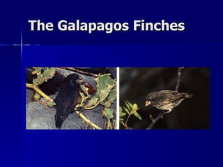 The Galapagos Finches
 
