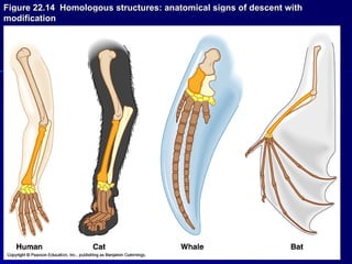 Figure 22.14 Homologous structures: anatomical signs of descent with
modification
 