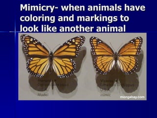 Mimicry- when animals have
coloring and markings to
look like another animal
 