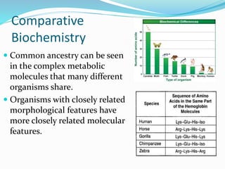 Comparative
Biochemistry
 Common ancestry can be seen
in the complex metabolic
molecules that many different
organisms share.
 Organisms with closely related
morphological features have
more closely related molecular
features.
 