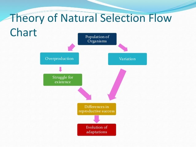 Natural Selection Chart