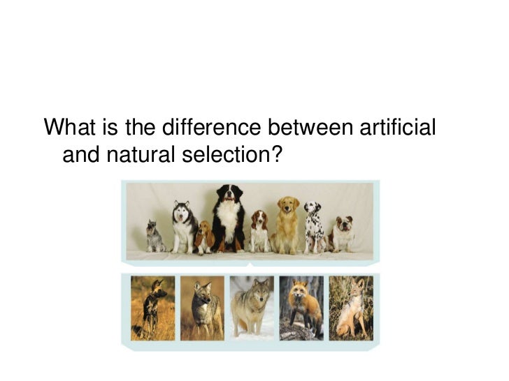 Difference Natural Selection And Survival Of The Fittest Difference Natural Selection And Survival Of The Fittest
