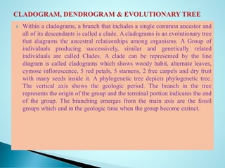  Within a cladograms, a branch that includes a single common ancestor and
all of its descendants is called a clade. A cladograms is an evolutionary tree
that diagrams the ancestral relationships among organisms. A Group of
individuals producing successively, similar and genetically related
individuals are called Clades. A clade can be represented by the line
diagram is called cladograms which shows woody habit, alternate leaves,
cymose inflorescence, 5 red petals, 5 stamens, 2 free carpels and dry fruit
with many seeds inside it. A phylogenetic tree depicts phylogenetic tree.
The vertical axis shows the geologic period. The branch in the tree
represents the origin of the group and the terminal portion indicates the end
of the group. The branching emerges from the main axis are the fossil
groups which end in the geologic time when the group become extinct.
 
