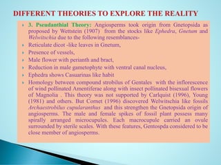  3. Pseudanthial Theory: Angiosperms took origin from Gnetopsida as
proposed by Wettstein (1907) from the stocks like Ephedra, Gnetum and
Welwitschia due to the following resemblances-
 Reticulate dicot -like leaves in Gnetum,
 Presence of vessels,
 Male flower with perianth and bract,
 Reduction in male gametophyte with ventral canal nucleus,
 Ephedra shows Casuarinas like habit
 Homology between compound strobilus of Gentales with the inflorescence
of wind pollinated Amentiferae along with insect pollinated bisexual flowers
of Magnolia . This theory was not supported by Carlquist (1996), Young
(1981) and others. But Cornet (1996) discovered Welwitschia like fossils
Archaestrobilus cupularanthus and this strengthen the Gnetopsida origin of
angiosperms. The male and female spikes of fossil plant possess many
spirally arranged microcupules. Each macrocupule carried an ovule
surrounded by sterile scales. With these features, Gentospda considered to be
close member of angiosperms.
 