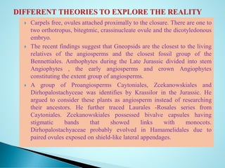  Carpels free, ovules attached proximally to the closure. There are one to
two orthotropus, bitegtmic, crassinucleate ovule and the dicotyledonous
embryo.
 The recent findings suggest that Gneopsids are the closest to the living
relatives of the angiosperms and the closest fossil group of the
Bennettiales. Anthophytes during the Late Jurassic divided into stem
Angiophytes , the early angiosperms and crown Angiophytes
constituting the extent group of angiosperms.
 A group of Proangiosperms Caytoniales, Zcekanowskiales and
Dirhopalostachyceae was identifies by Krassilor in the Jurassic. He
argued to consider these plants as angiosperm instead of researching
their ancestors. He further traced Laurales -Rosales series from
Caytoniales. Zcekanowskiales possessed bivalve capsules having
stigmatic bands that showed links with monocots.
Dirhopalostachyaceae probably evolved in Hamamelidales due to
paired ovules exposed on shield-like lateral appendages.
 