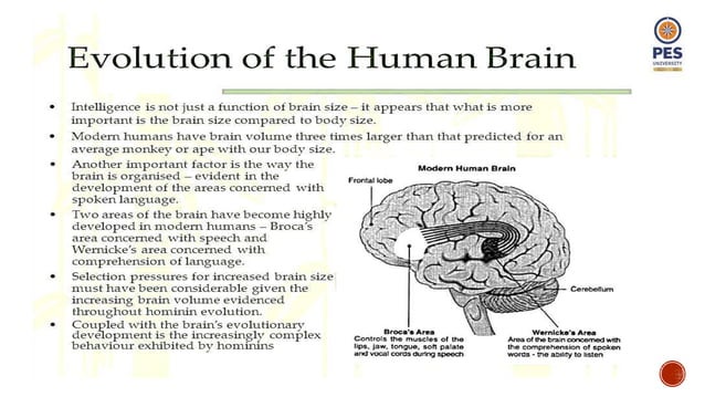 EVOLUTION OF BRAIN AND BEHAVIOUR final.pptx | Brain and Nervous System ...