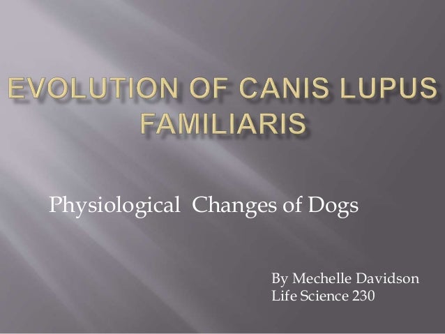 evolution of canis lupus familiaris research paper app