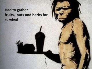 Had to gather
fruits, nuts and herbs for
survival
 