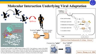 Molecular Interaction Underlying Viral Adaptation
Spillover
Redrawn from Fundamentals of virology, Acheson
Coronavirus “spike”
protein
Host “ACE2”
protein
Cocrystal of the SARS-CoV RBD bound to human ACE2. Cyan indicates a region of the RBD
shared among group 2 coronaviruses, whereas red indicates the RBM, which is not homologous
to that of other group 2 viruses. ACE2 is shown in white, with its cleft bearing the enzyme-active
site facing forward and the membrane-associated C terminus at the bottom of the figure.
Evolved “spike”
protein
New host receptor
Human ACE2
Source: Huang et al., 2006
 