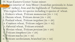 IV. Near-Eastern Center/Asian minor:
Includes interior of Asia Minor (Anatolian peninsula in Asian
part of turkey), Iran and the highlands of Turkmenistan.
This region lists 83 species including 9 species of wheat.
1. Einkorn wheat, Triticum monococcum (2n = 14)
2. Durum wheat, Triticum durum (2n = 28)
3. Poulard wheat, Triticum turgidum (2n = 28)
4. Common wheat, Triticum vulgare (2n = 42)
5. Oriental wheat, Triticum orientale
6. Persian wheat, Triticum persicum (2n = 28)
7. Triticum timopheevi (2n = 28)
8. Triticum macha (2n = 42)
9. Triticum vavilovianum, branched (2n = 42)
 
