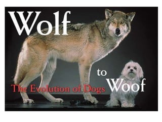 Evolution of dogs | PPTX