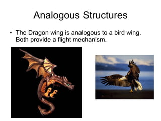 Analogous Structures The Dragon wing is analogous to a bird wing.  Both provide a flight mechanism. 
