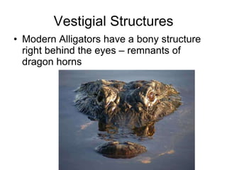 Vestigial Structures Modern Alligators have a bony structure right behind the eyes – remnants of dragon horns 