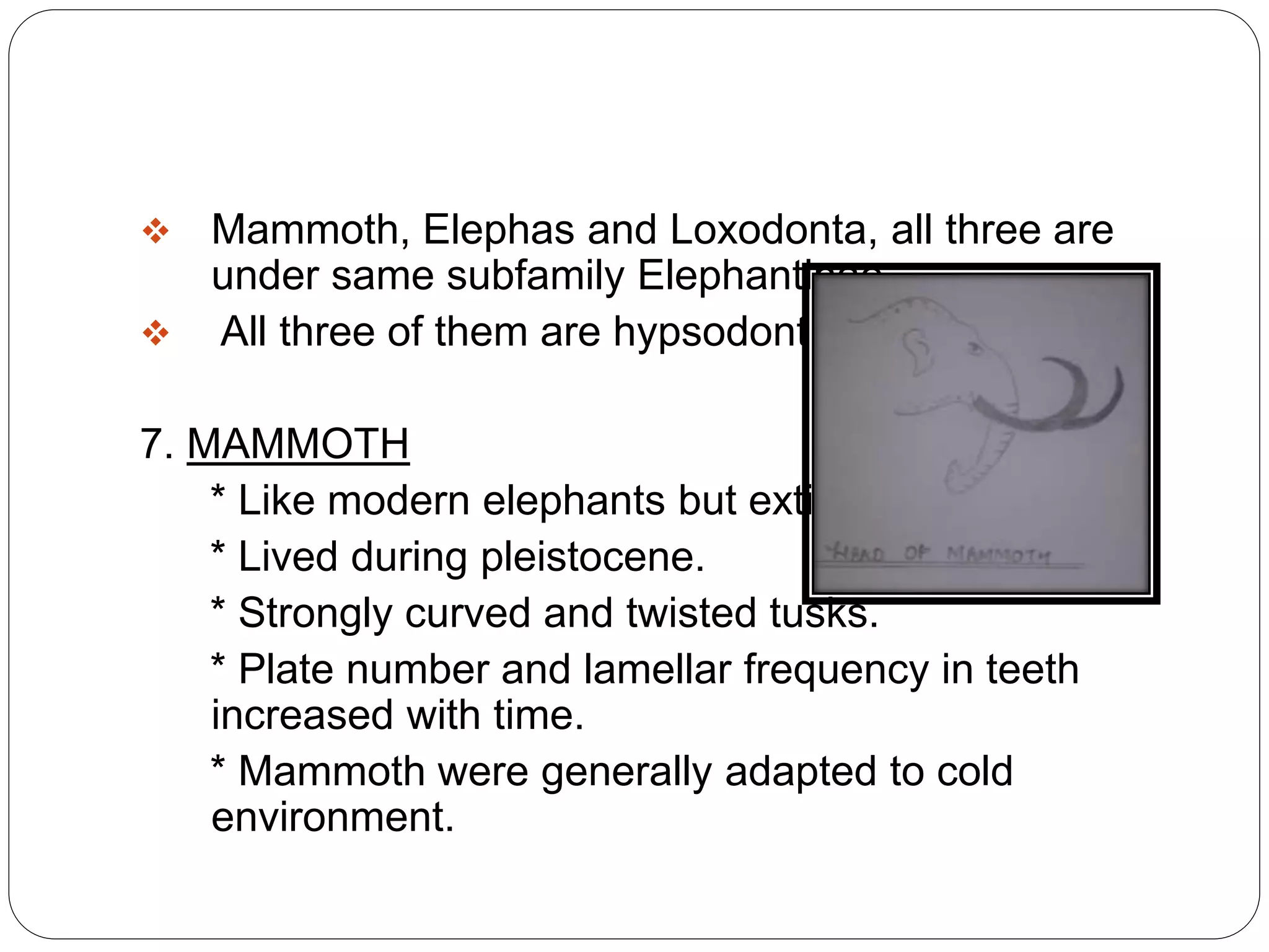  Mammoth, Elephas and Loxodonta, all three are
under same subfamily Elephantinae.
 All three of them are hypsodont.
7. MAMMOTH
* Like modern elephants but extinct.
* Lived during pleistocene.
* Strongly curved and twisted tusks.
* Plate number and lamellar frequency in teeth
increased with time.
* Mammoth were generally adapted to cold
environment.
 