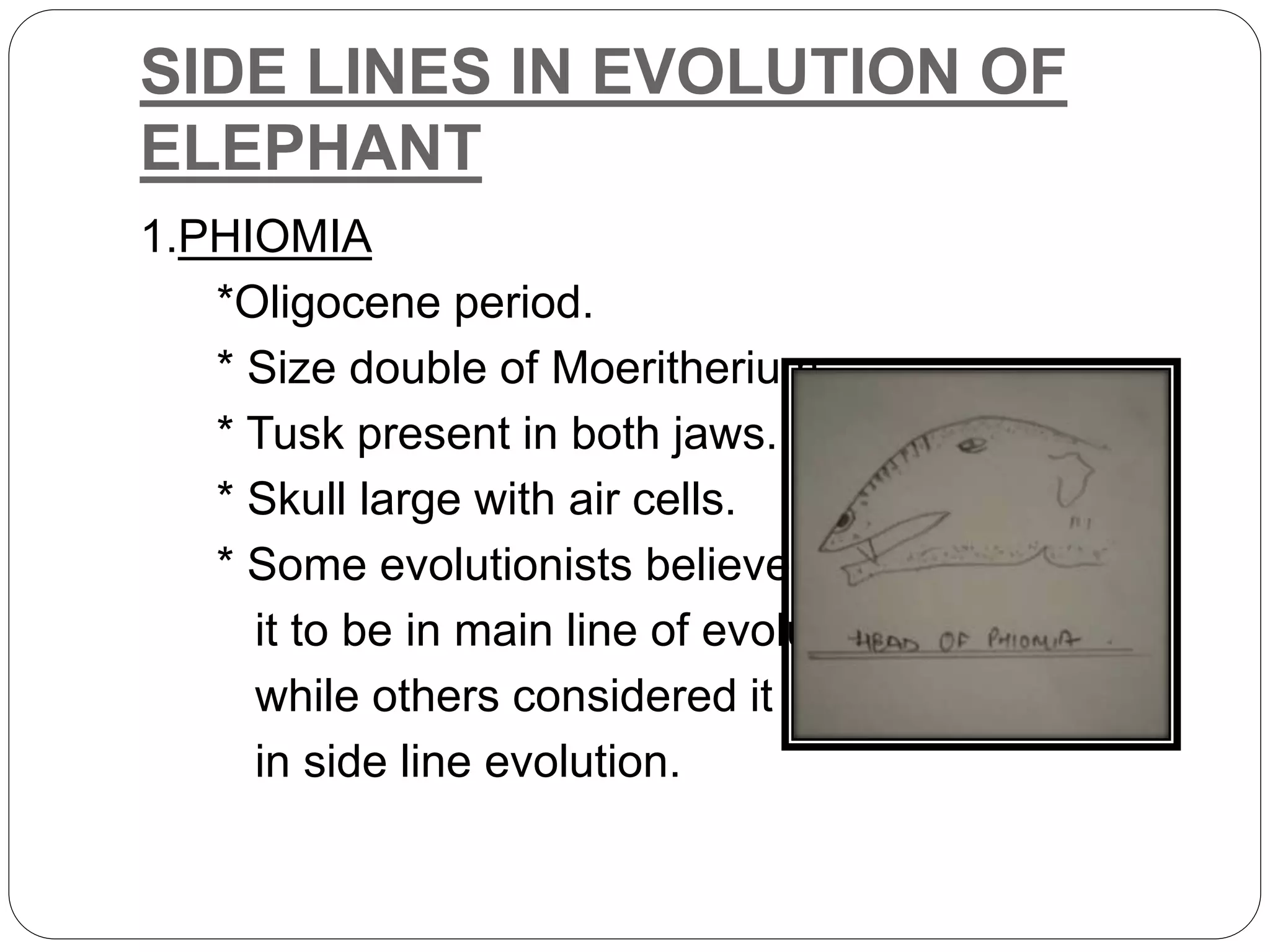 SIDE LINES IN EVOLUTION OF
ELEPHANT
1.PHIOMIA
*Oligocene period.
* Size double of Moeritherium.
* Tusk present in both jaws.
* Skull large with air cells.
* Some evolutionists believed
it to be in main line of evolution
while others considered it
in side line evolution.
 