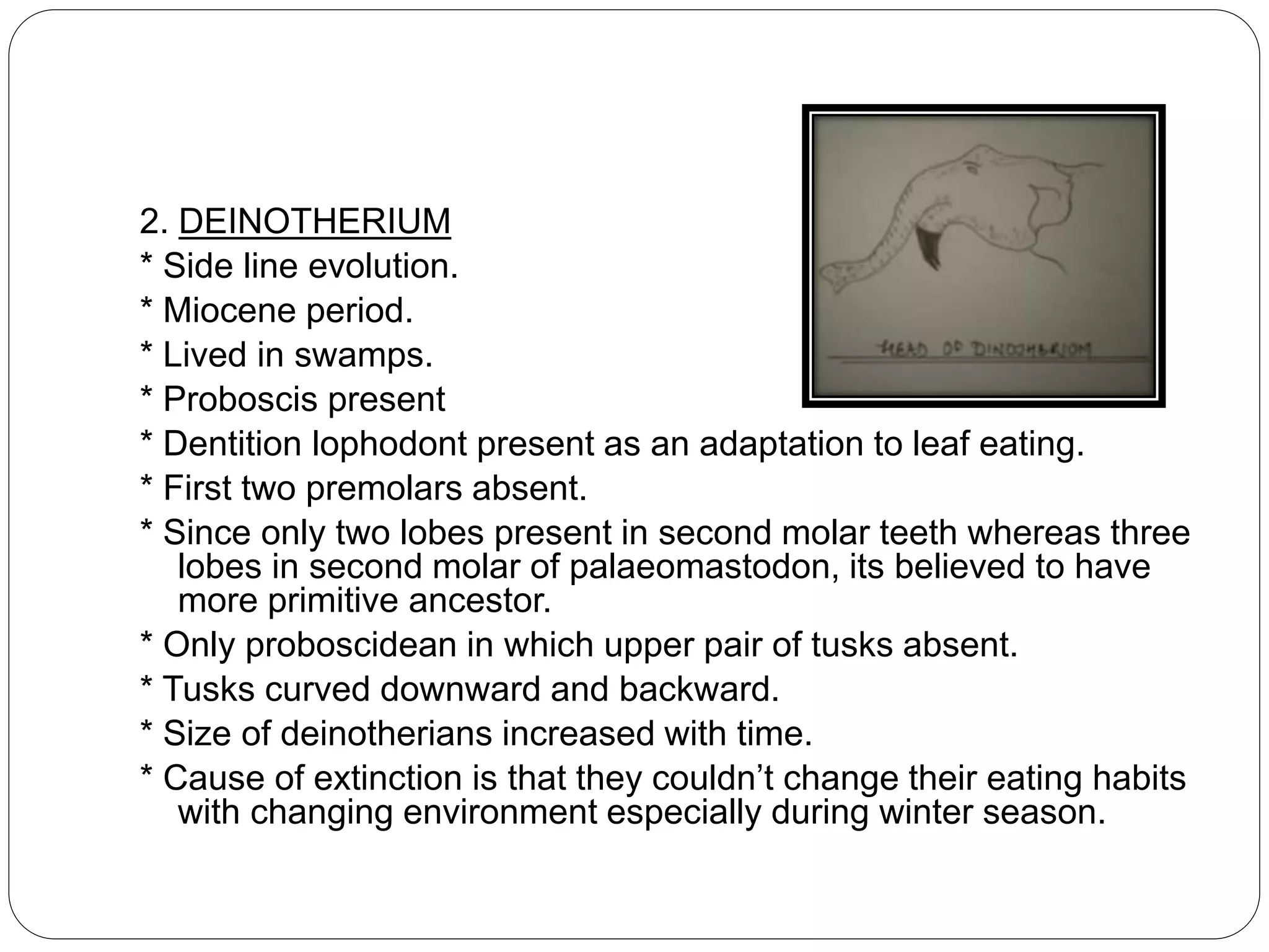 2. DEINOTHERIUM
* Side line evolution.
* Miocene period.
* Lived in swamps.
* Proboscis present
* Dentition lophodont present as an adaptation to leaf eating.
* First two premolars absent.
* Since only two lobes present in second molar teeth whereas three
lobes in second molar of palaeomastodon, its believed to have
more primitive ancestor.
* Only proboscidean in which upper pair of tusks absent.
* Tusks curved downward and backward.
* Size of deinotherians increased with time.
* Cause of extinction is that they couldn’t change their eating habits
with changing environment especially during winter season.
 