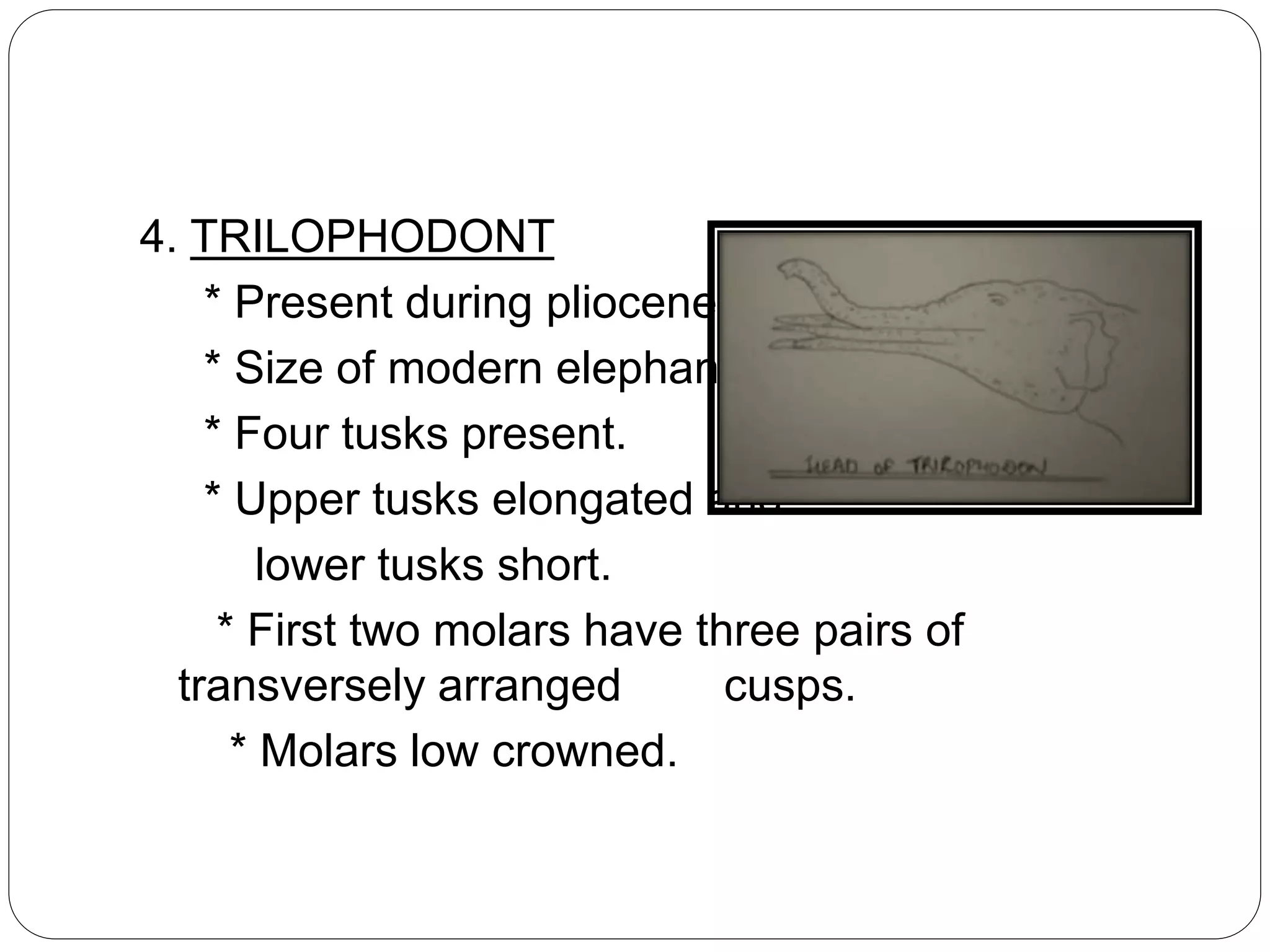 4. TRILOPHODONT
* Present during pliocene.
* Size of modern elephant.
* Four tusks present.
* Upper tusks elongated and
lower tusks short.
* First two molars have three pairs of
transversely arranged cusps.
* Molars low crowned.
 