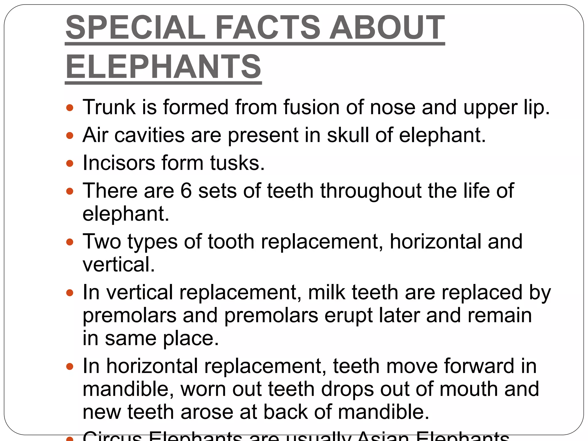 SPECIAL FACTS ABOUT
ELEPHANTS
 Trunk is formed from fusion of nose and upper lip.
 Air cavities are present in skull of elephant.
 Incisors form tusks.
 There are 6 sets of teeth throughout the life of
elephant.
 Two types of tooth replacement, horizontal and
vertical.
 In vertical replacement, milk teeth are replaced by
premolars and premolars erupt later and remain
in same place.
 In horizontal replacement, teeth move forward in
mandible, worn out teeth drops out of mouth and
new teeth arose at back of mandible.
 