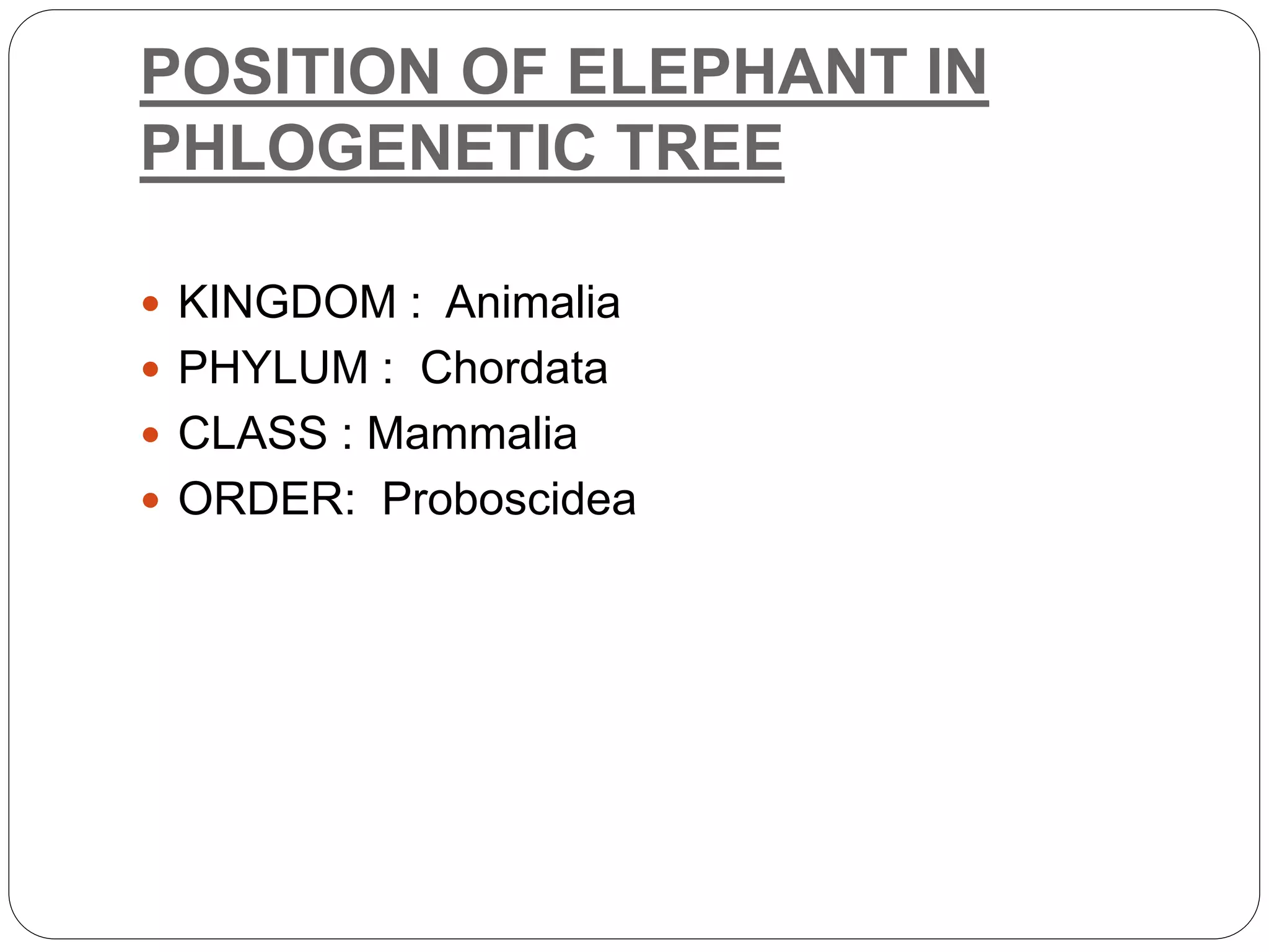 POSITION OF ELEPHANT IN
PHLOGENETIC TREE
 KINGDOM : Animalia
 PHYLUM : Chordata
 CLASS : Mammalia
 ORDER: Proboscidea
 