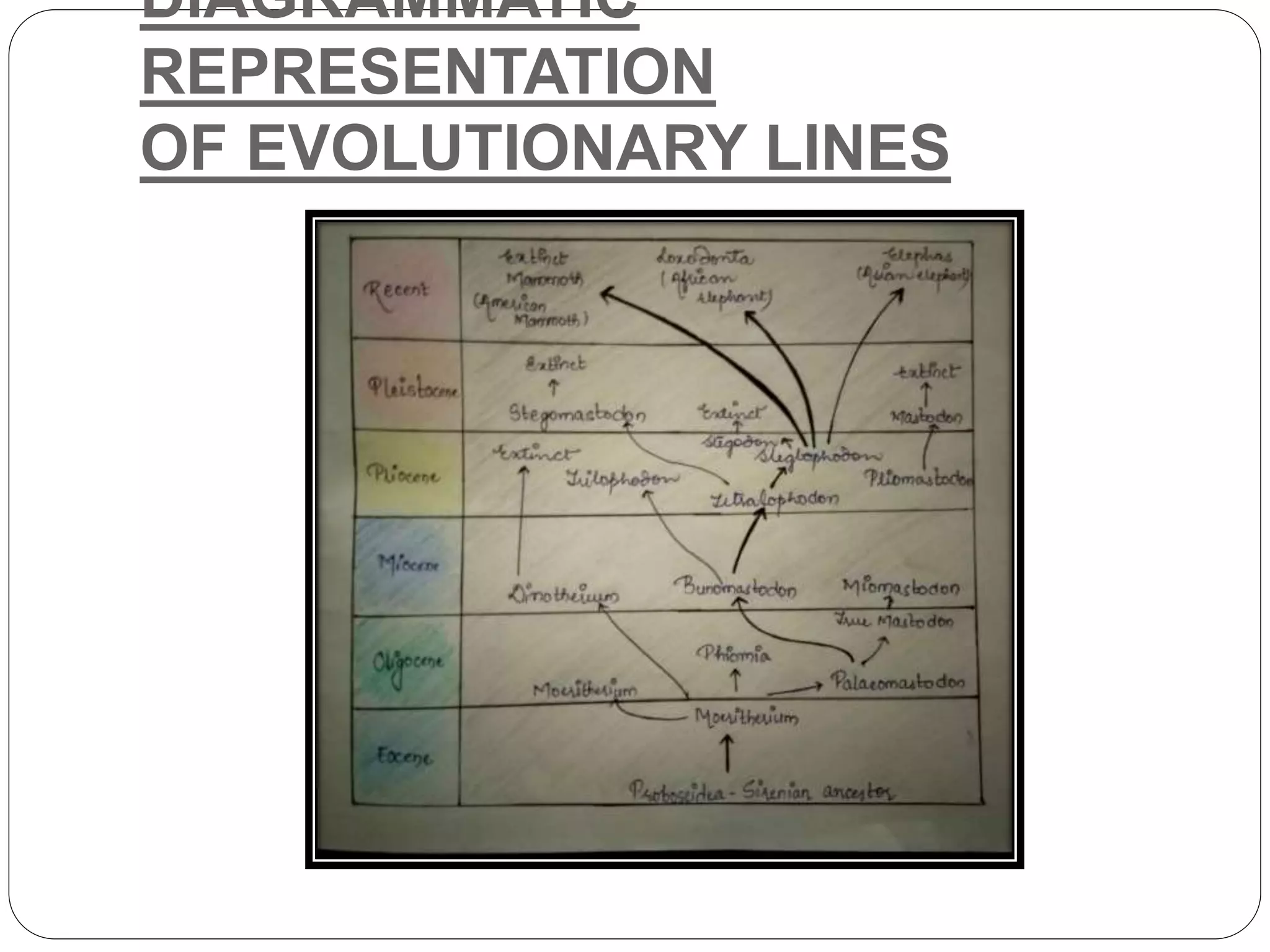 DIAGRAMMATIC
REPRESENTATION
OF EVOLUTIONARY LINES
 