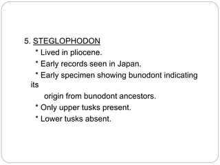 5. STEGLOPHODON
* Lived in pliocene.
* Early records seen in Japan.
* Early specimen showing bunodont indicating
its
origin from bunodont ancestors.
* Only upper tusks present.
* Lower tusks absent.
 