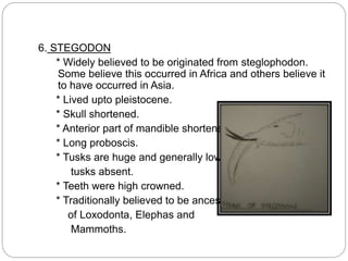 6. STEGODON
* Widely believed to be originated from steglophodon.
Some believe this occurred in Africa and others believe it
to have occurred in Asia.
* Lived upto pleistocene.
* Skull shortened.
* Anterior part of mandible shortened.
* Long proboscis.
* Tusks are huge and generally lower
tusks absent.
* Teeth were high crowned.
* Traditionally believed to be ancestor
of Loxodonta, Elephas and
Mammoths.
 