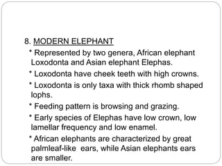 8. MODERN ELEPHANT
* Represented by two genera, African elephant
Loxodonta and Asian elephant Elephas.
* Loxodonta have cheek teeth with high crowns.
* Loxodonta is only taxa with thick rhomb shaped
lophs.
* Feeding pattern is browsing and grazing.
* Early species of Elephas have low crown, low
lamellar frequency and low enamel.
* African elephants are characterized by great
palmleaf-like ears, while Asian elephants ears
are smaller.
 