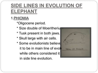 SIDE LINES IN EVOLUTION OF
ELEPHANT
1.PHIOMIA
*Oligocene period.
* Size double of Moeritherium.
* Tusk present in both jaws.
* Skull large with air cells.
* Some evolutionists believed
it to be in main line of evolution
while others considered it
in side line evolution.
 