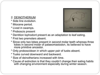 2. DEINOTHERIUM
* Side line evolution.
* Miocene period.
* Lived in swamps.
* Proboscis present
* Dentition lophodont present as an adaptation to leaf eating.
* First two premolars absent.
* Since only two lobes present in second molar teeth whereas three
lobes in second molar of palaeomastodon, its believed to have
more primitive ancestor.
* Only proboscidean in which upper pair of tusks absent.
* Tusks curved downward and backward.
* Size of deinotherians increased with time.
* Cause of extinction is that they couldn’t change their eating habits
with changing environment especially during winter season.
 