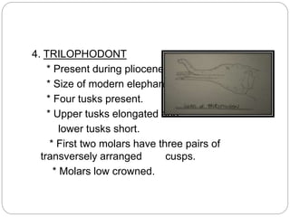 4. TRILOPHODONT
* Present during pliocene.
* Size of modern elephant.
* Four tusks present.
* Upper tusks elongated and
lower tusks short.
* First two molars have three pairs of
transversely arranged cusps.
* Molars low crowned.
 