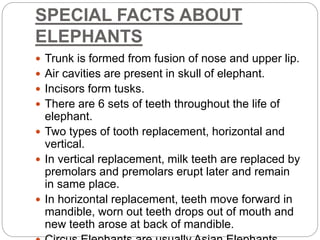 SPECIAL FACTS ABOUT
ELEPHANTS
 Trunk is formed from fusion of nose and upper lip.
 Air cavities are present in skull of elephant.
 Incisors form tusks.
 There are 6 sets of teeth throughout the life of
elephant.
 Two types of tooth replacement, horizontal and
vertical.
 In vertical replacement, milk teeth are replaced by
premolars and premolars erupt later and remain
in same place.
 In horizontal replacement, teeth move forward in
mandible, worn out teeth drops out of mouth and
new teeth arose at back of mandible.
 