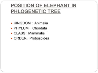 POSITION OF ELEPHANT IN
PHLOGENETIC TREE
 KINGDOM : Animalia
 PHYLUM : Chordata
 CLASS : Mammalia
 ORDER: Proboscidea
 