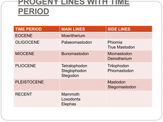 PROGENY LINES WITH TIME
PERIOD
TIME PERIOD MAIN LINES SIDE LINES
EOCENE Moeritherium
OLIGOCENE Palaeomastodon Phiomia
True Mastodon
MIOCENE Bunomastodon Miomastodon
Deinotherium
PLIOCENE Tetralophodon
Steglophodon
Stegodon
Trilophodon
Phiomastodon
PLEISTOCENE Mastodon
Stegomastodon
RECENT Mammoth
Loxodonta
Elephas
 