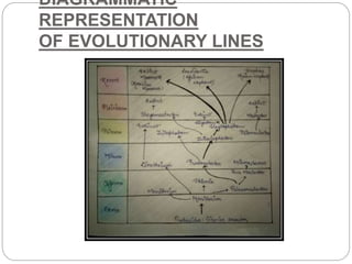 DIAGRAMMATIC
REPRESENTATION
OF EVOLUTIONARY LINES
 